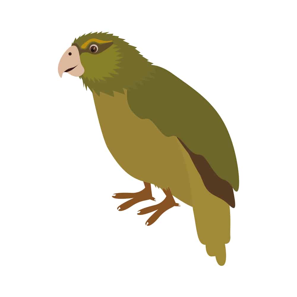 Kakapo